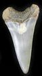 Fossil Mako (Isurus) Shark Tooth - Belgium #24377-1
